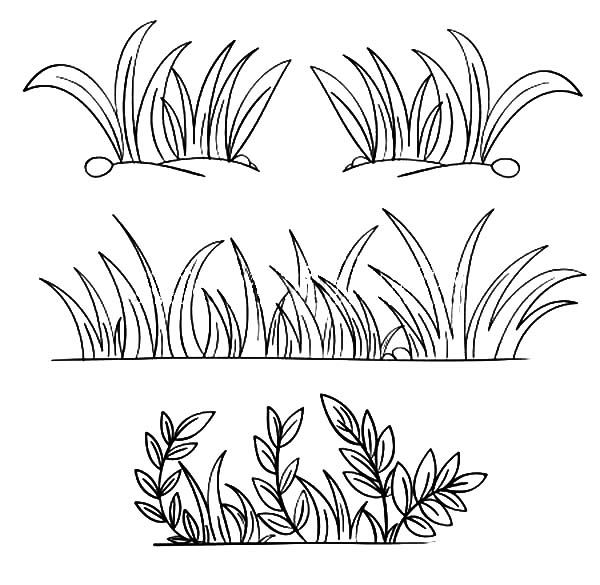 Grass,