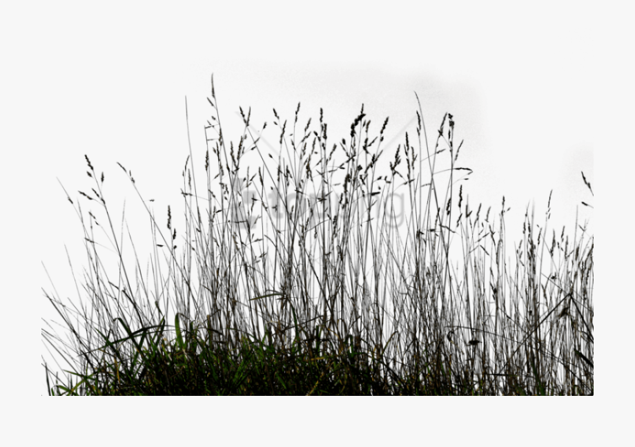 Long Grass Transparent Background