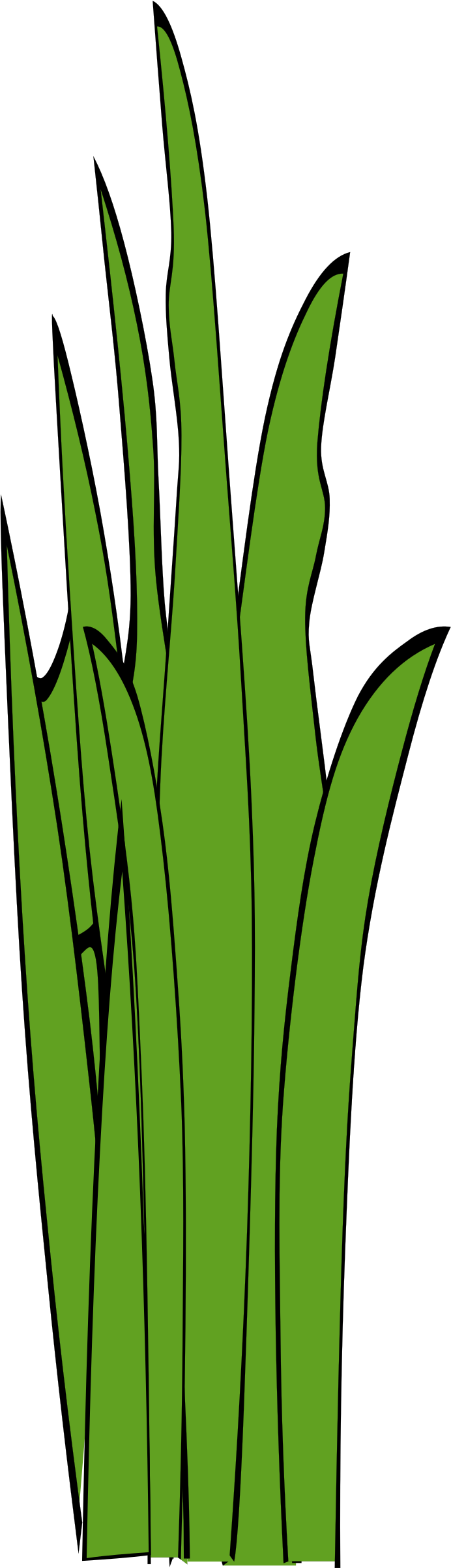 Long Leaf Clipart