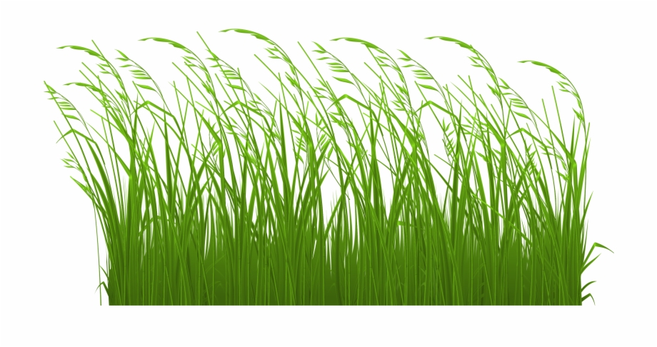 Grass clipart transparent.