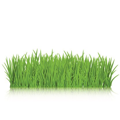 Realistic grass isolated.
