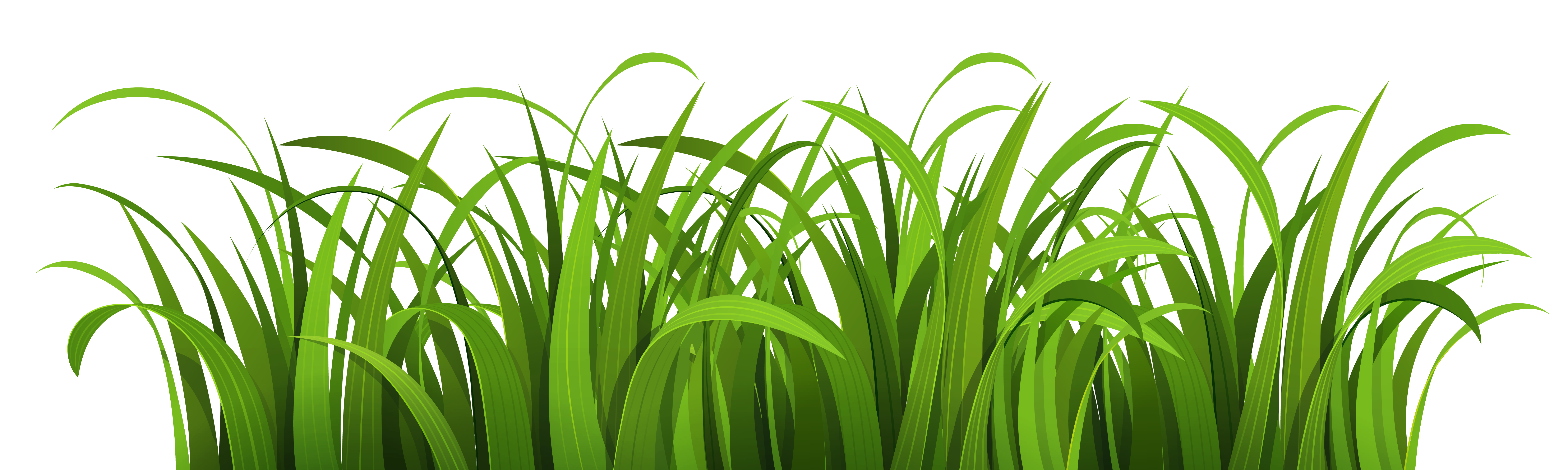 Grass clipart vector.