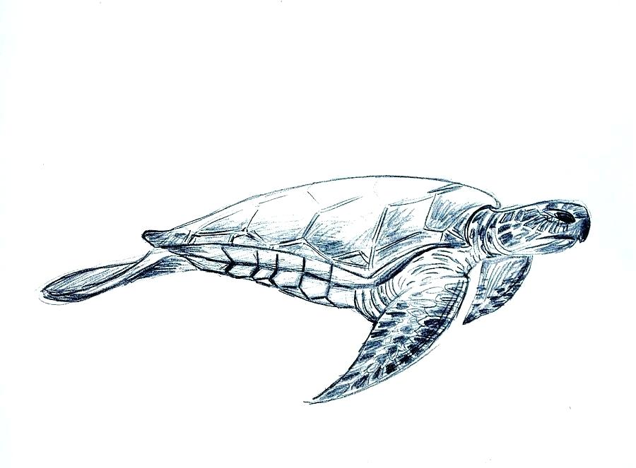 Green Sea Turtle Drawing