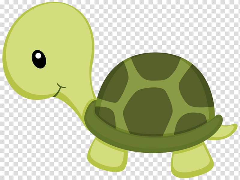 Green turtle turtle.