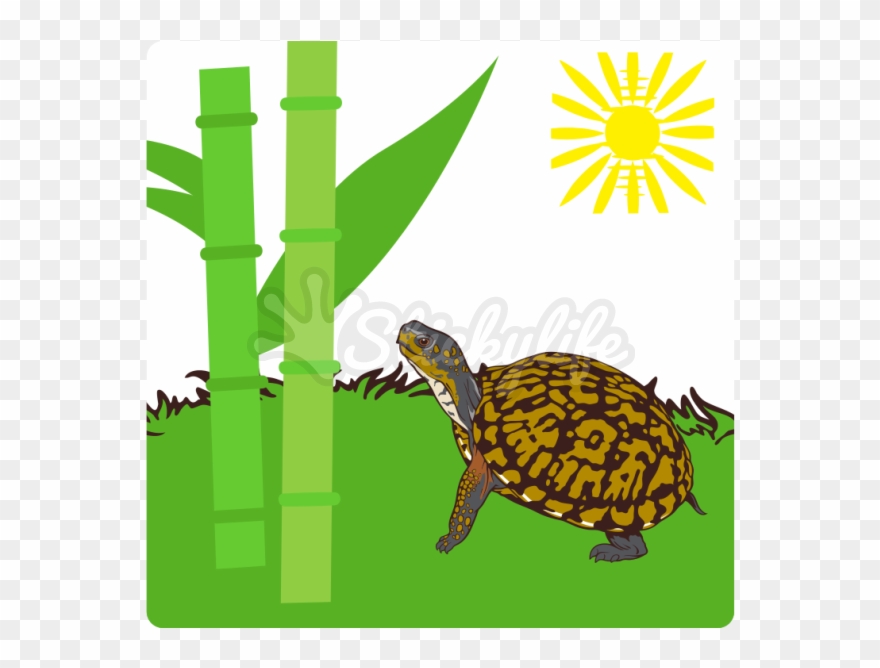 Eastern Box Turtle Decal Clipart