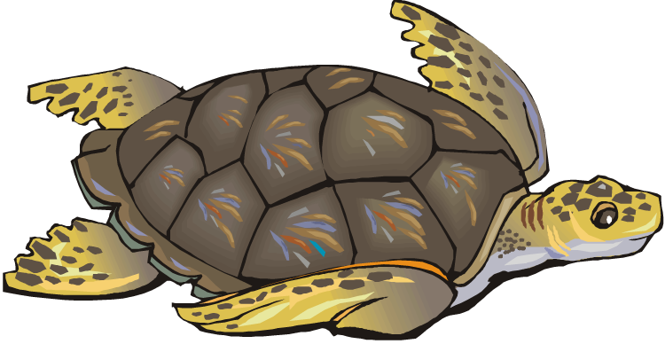 Sea turtle clip art free clipart images clipartix