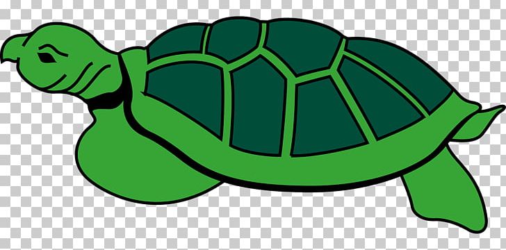 Sea turtle reptile.