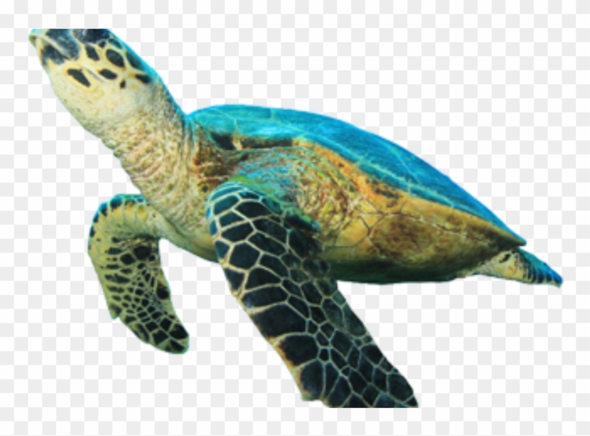 clipart sea turtle top view