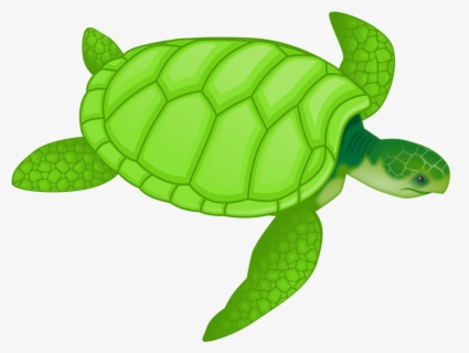 green turtle clipart simple