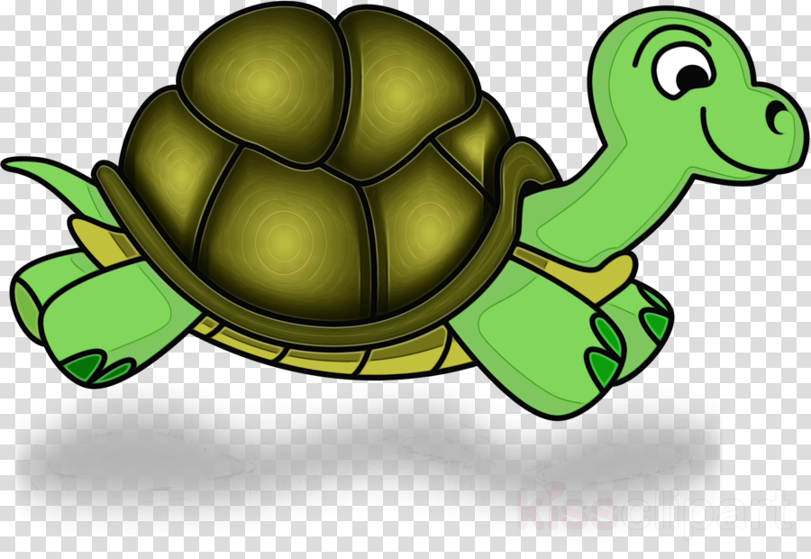 Tortoise green turtle.