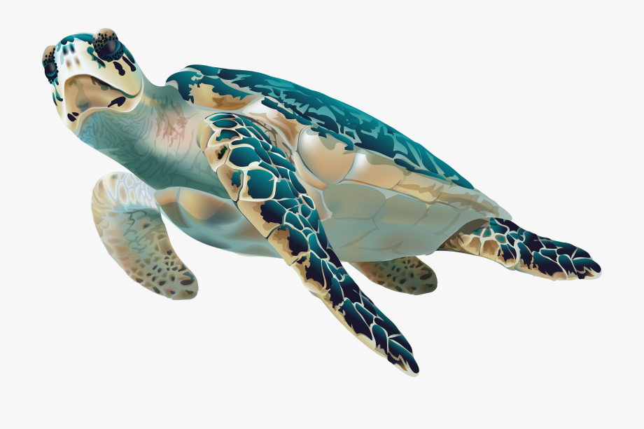Sea Turtle Transparent Clip Art Image