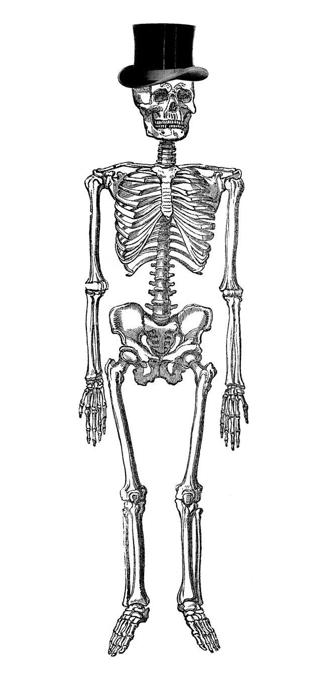 Vintage anatomy skeleton.