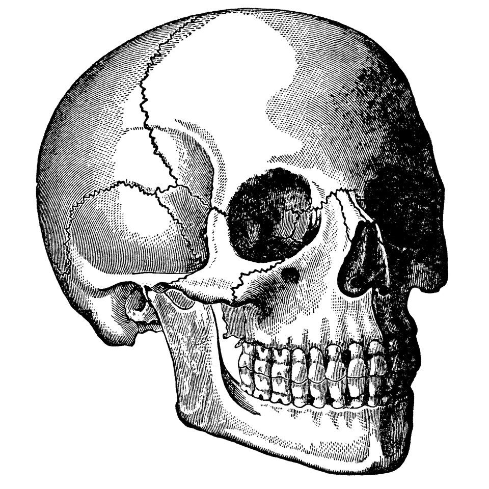 Skull clip art, human head skull, vintage printable, black