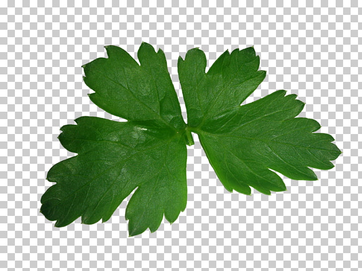Parsley Herb Food Coriander Leaf, Herbs PNG clipart
