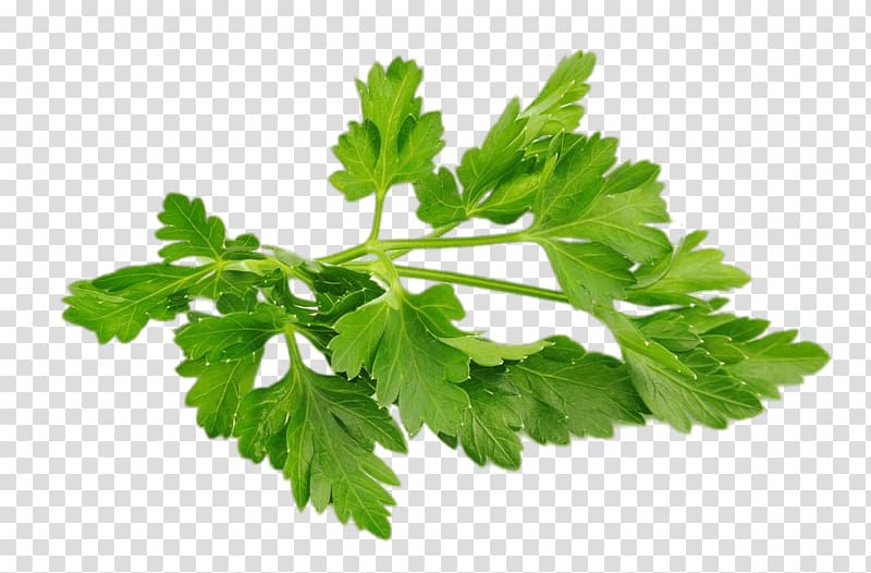 Chervil parsley herb.