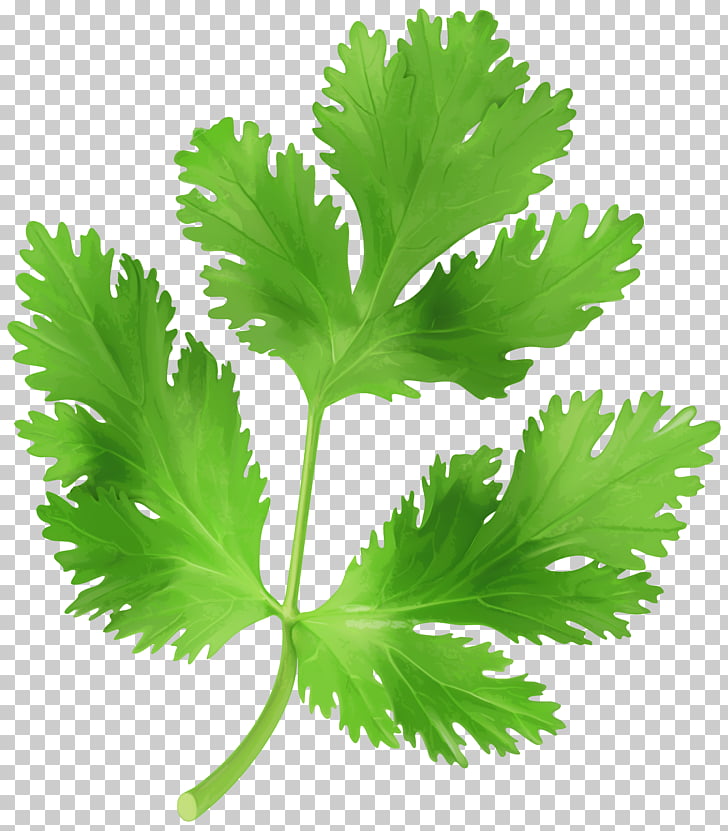 Parsley food parsley.