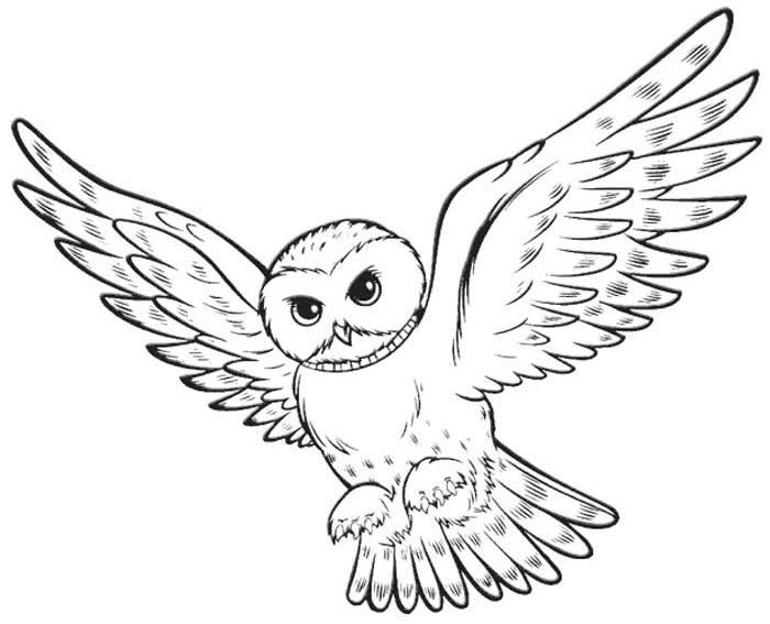 Hedwig coloring pages.