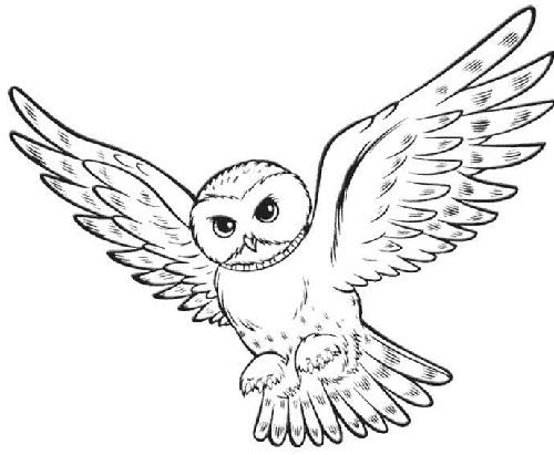Oil pastel owl.