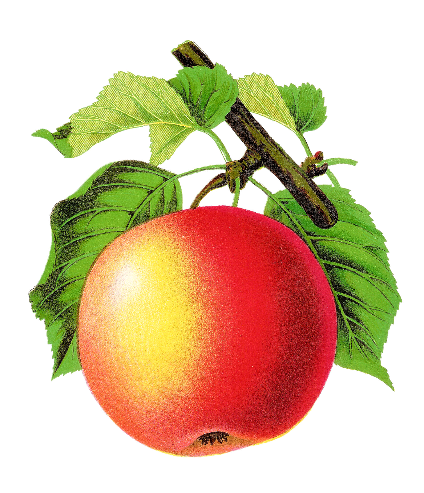 Harvest clipart apple.