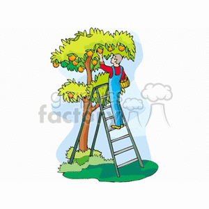 Farmer in overalls harvesting apples from tree clipart