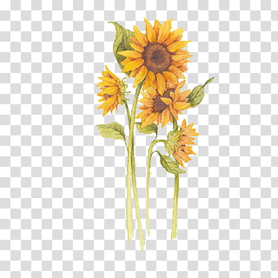 Harvest sunflowers illustration.