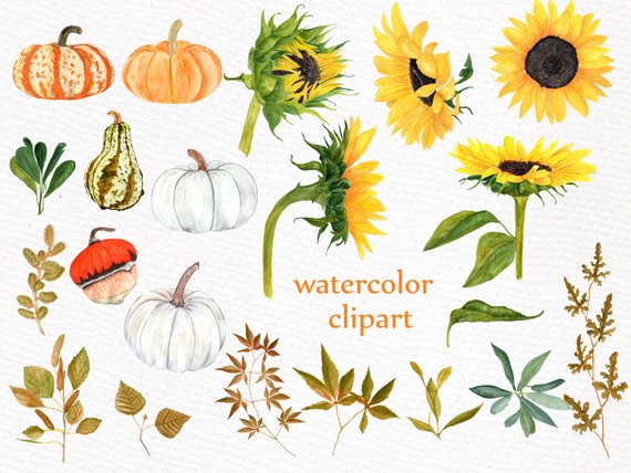 Watercolor sunflower clipart.