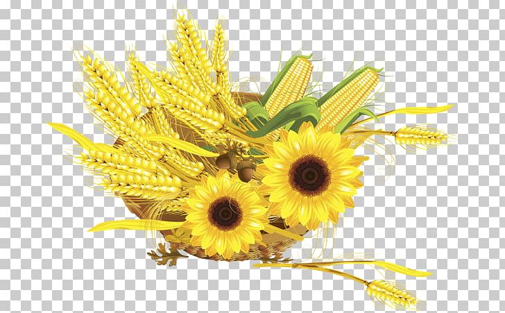 Common Sunflower Maize Wheat Harvest PNG, Clipart, Bread