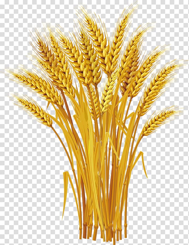 Wheat grass illustration, Wheat Ear , Yellow wheat harvest