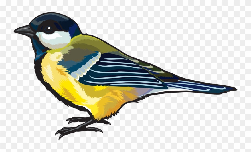 Finch png bird.