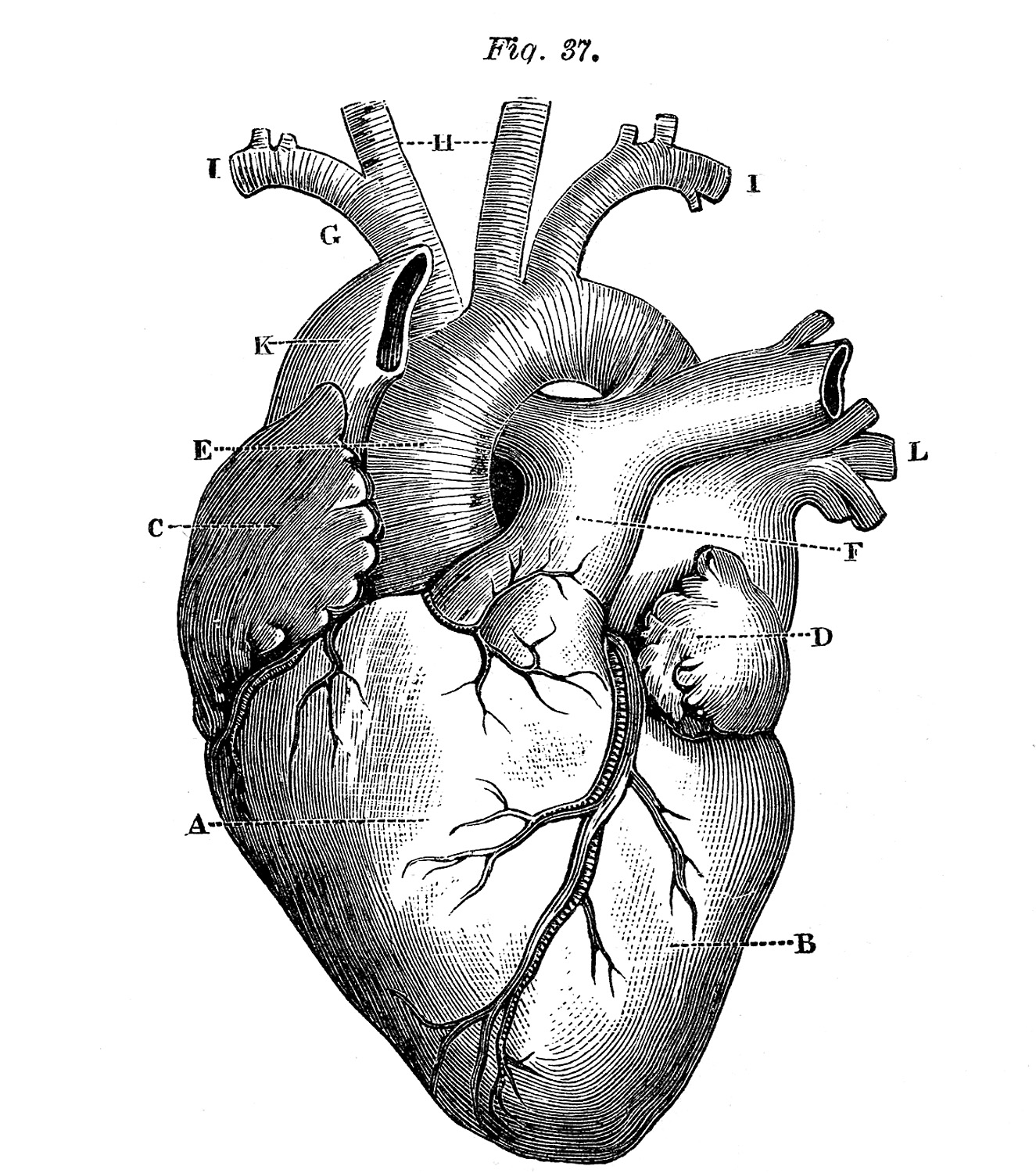 Anatomical heart pictures.