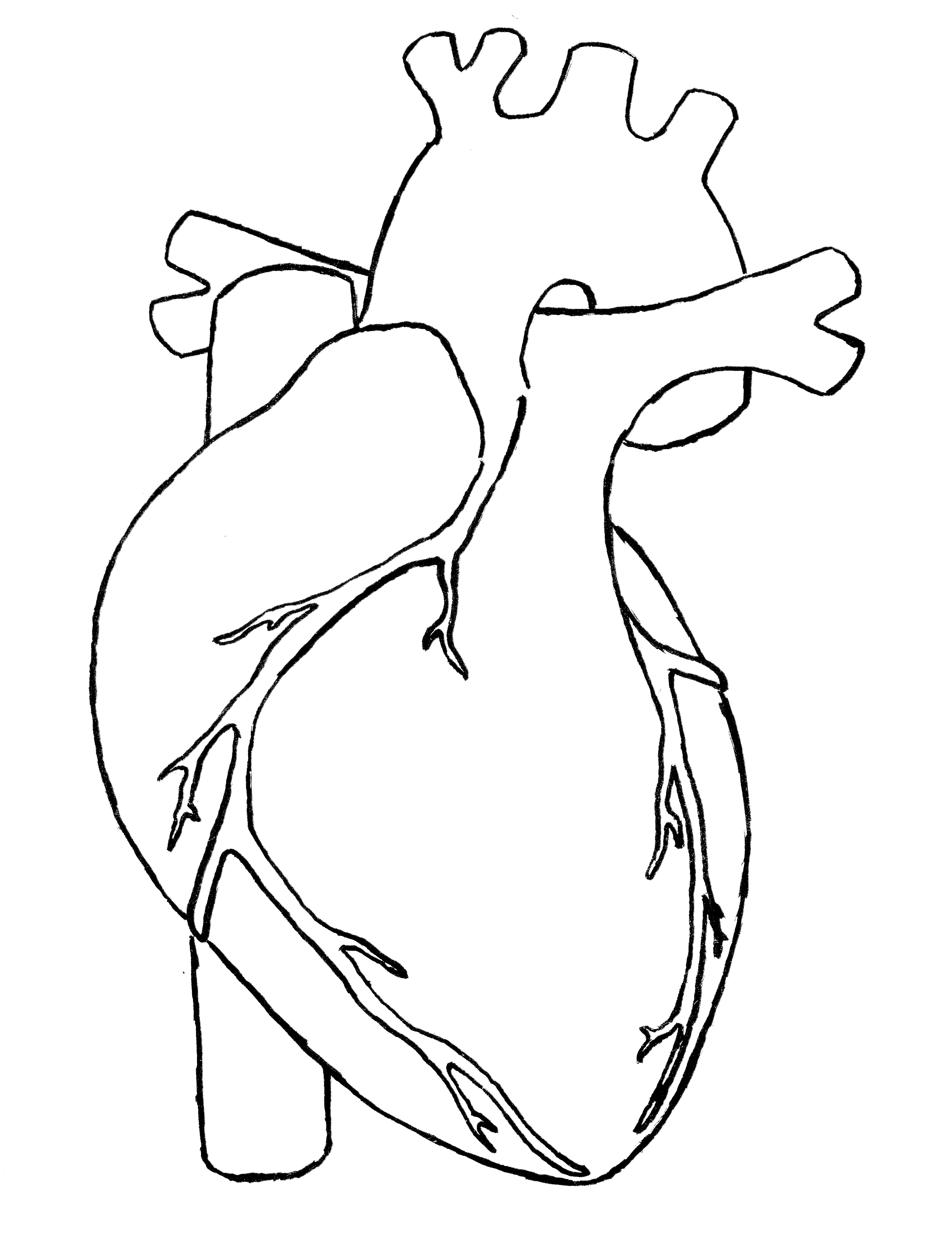 Anatomical heart clipart.