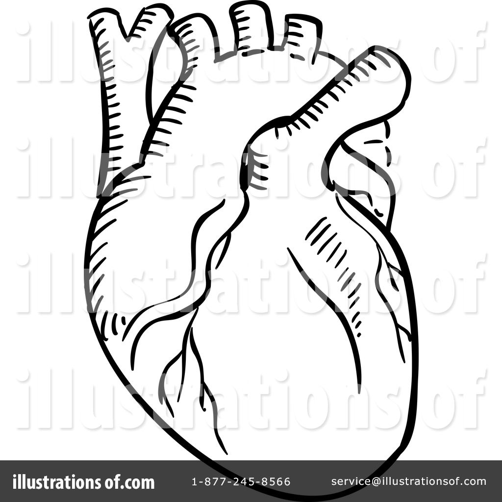 Human heart clipart.