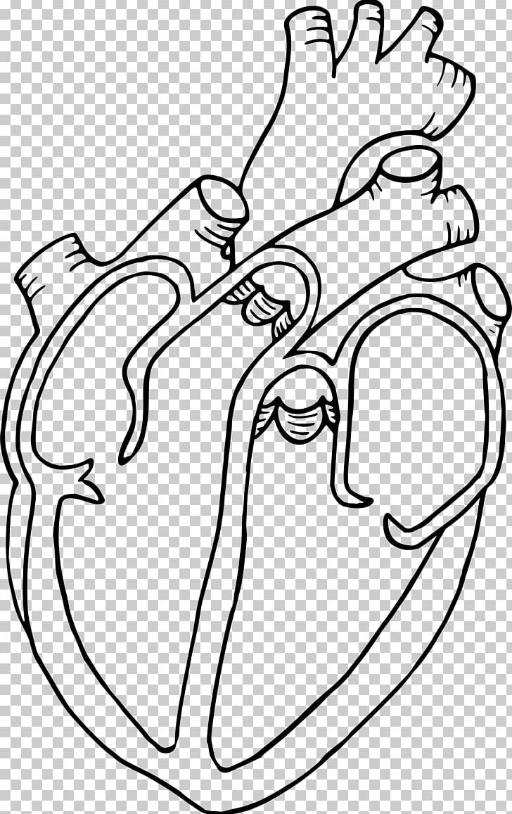 Diagram heart anatomy.