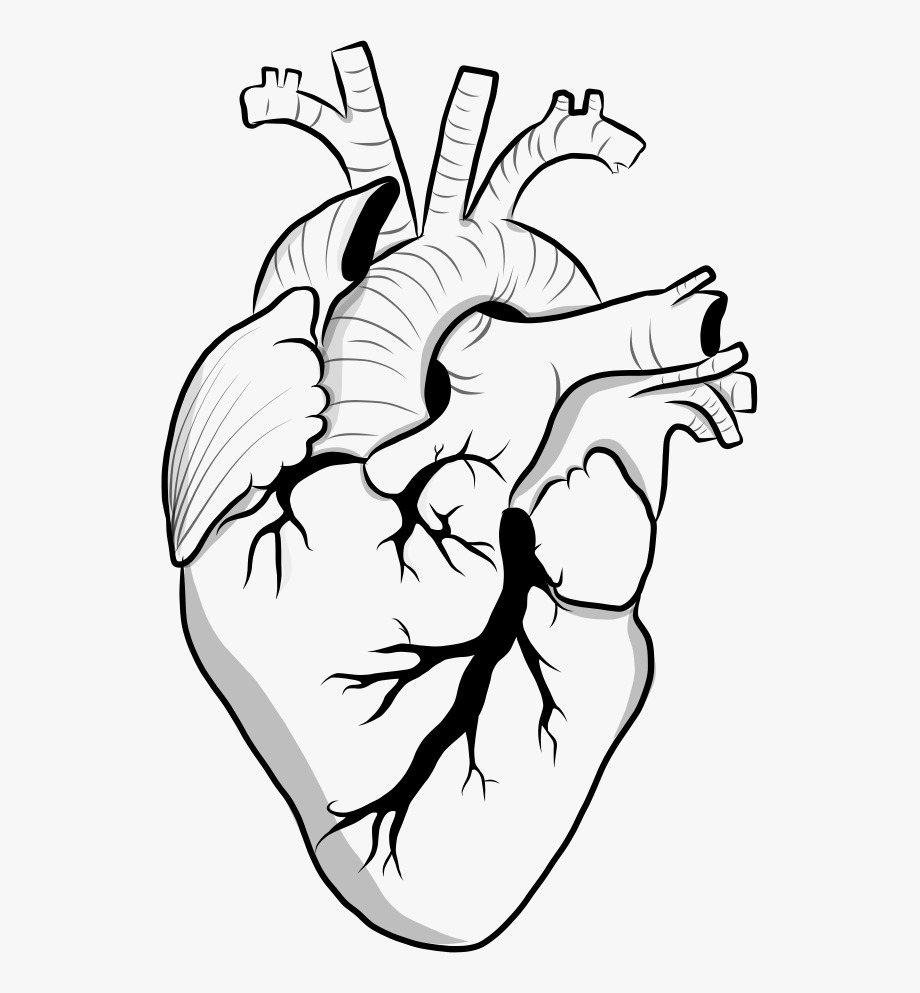Heart Black And White Clipart Doodle