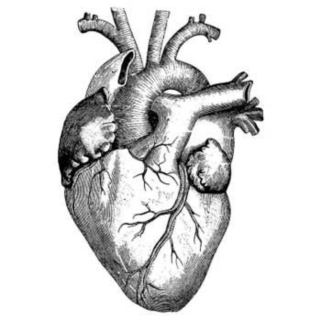 Real heart drawing.