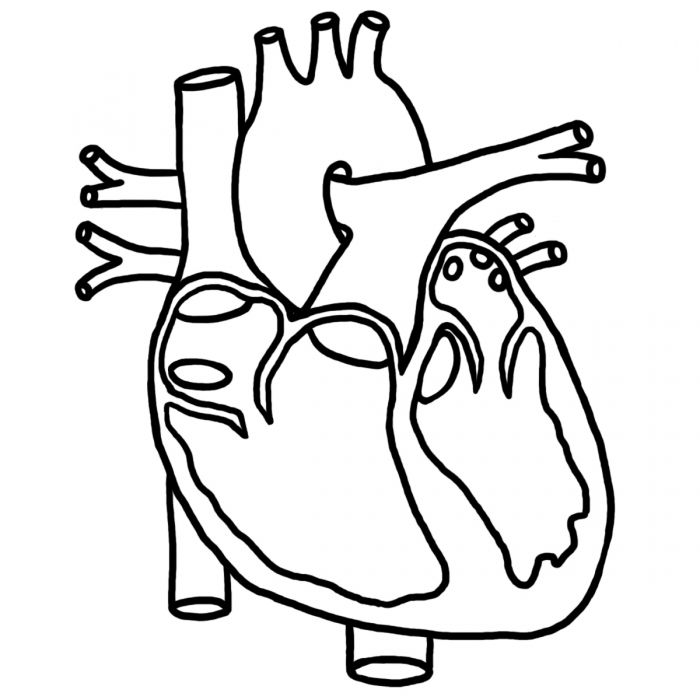 Human heart coloring.