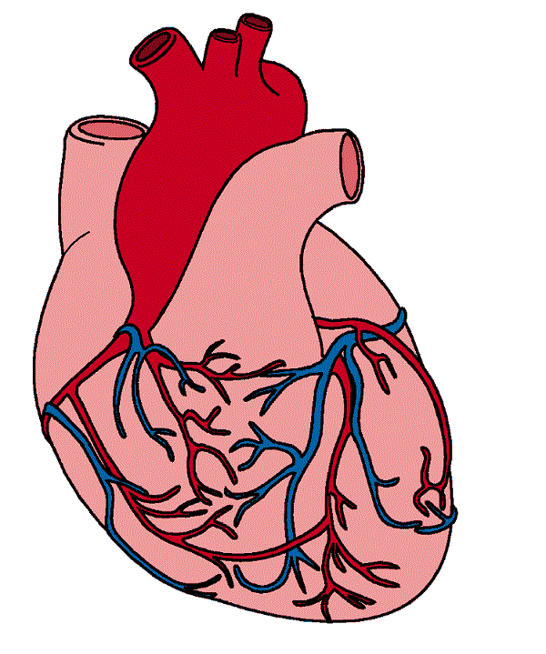 Free Human Heart Pictures Images, Download Free Clip Art