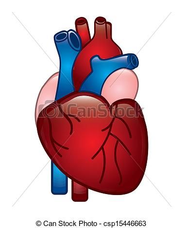 Vector human heart.