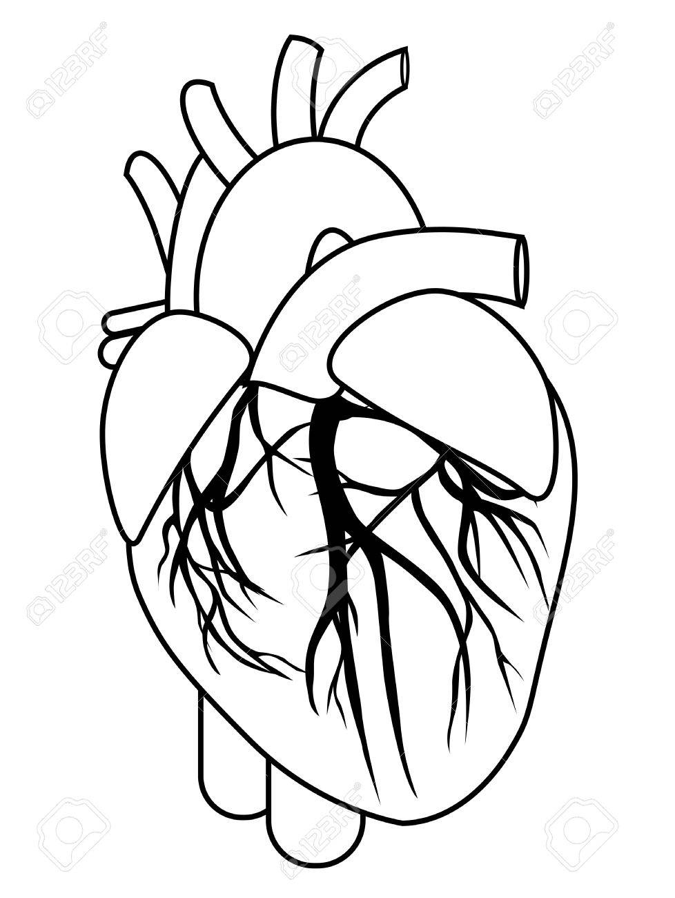 Heart clipart body.