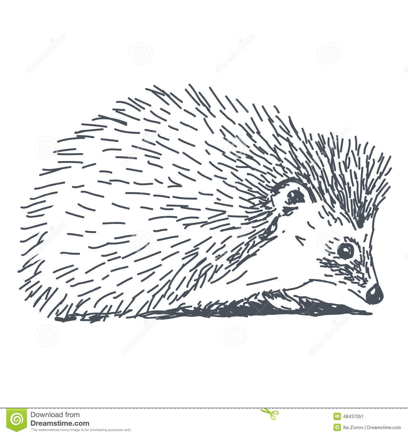 Hedgehog Line Drawing at PaintingValley