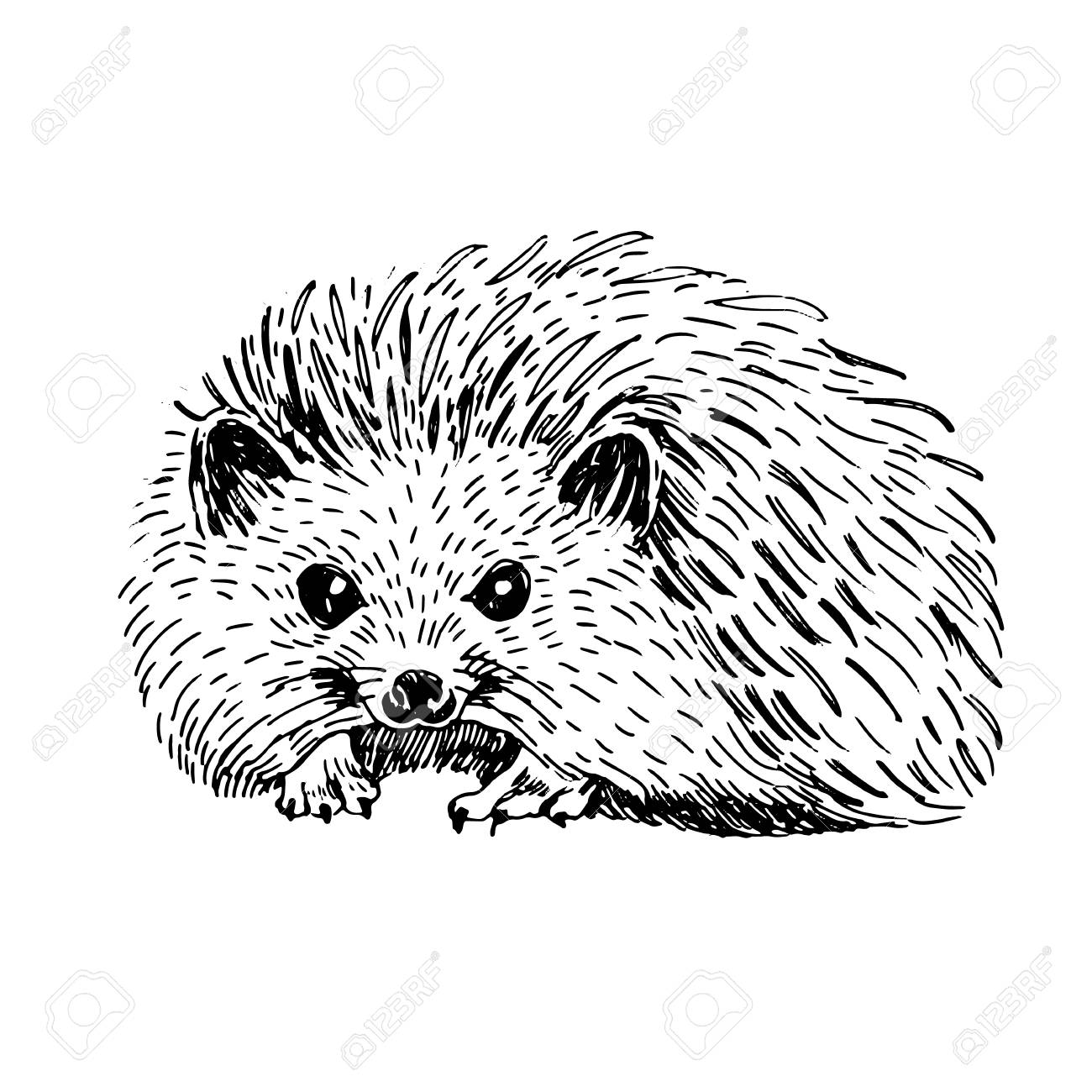 Sketch line art drawing of hedgehog