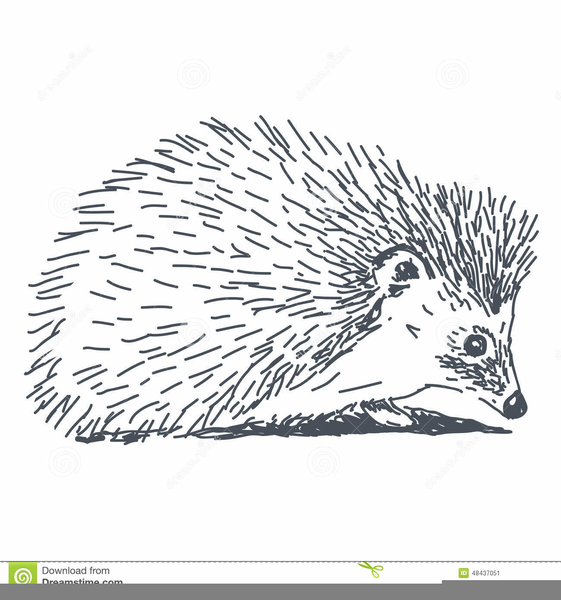 Cute hedgehog outline.