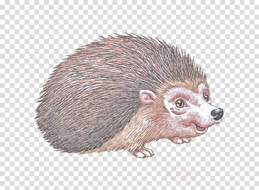 Hedgehog new world.