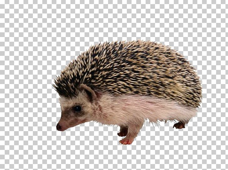European hedgehog the.