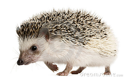 Hedgehog clipart realistic.