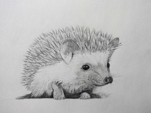 Free Hedgehog Clipart, Download Free Clip Art on Owips