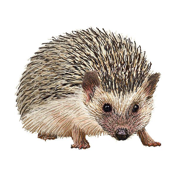hedgehog clipart realistic