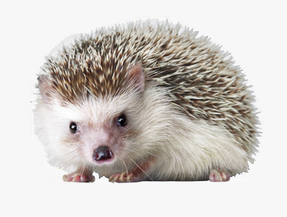 Hedgehog png images.