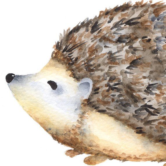 Watercolor hedgehog clipart, porcupine clipart, Forest
