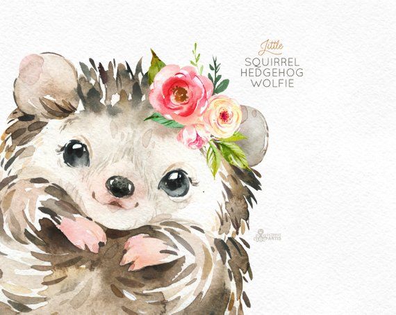 hedgehog clipart watercolor